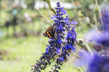 The Indian red admiral butterfly (Vanessa indica) on the Mealycup sage.