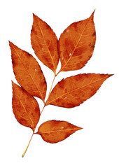 Hand-drawn watercolor illustration of autumn leaves in vibrant orange tones, showcasing delicate details and a natural, seasonal theme.