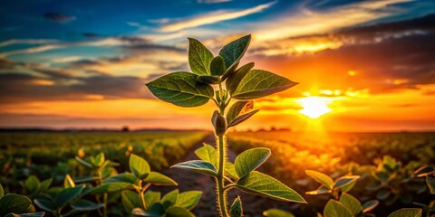 Golden Hour Growth: A single soybean plant stands tall, bathed in the warm glow of a vibrant sunset, symbolizing growth, resilience, and the promise of a bountiful harvest.