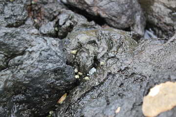Snails and Barnacles along Korean Coastline
