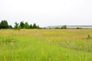 Fototapeta premium a field with light green grass and some green trees in the background