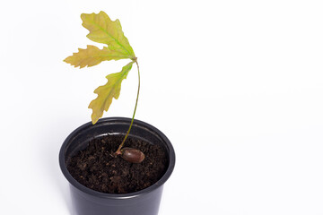 Isolated sprouting acorn of oak in earth in black color flowerpot on white background, germinated...