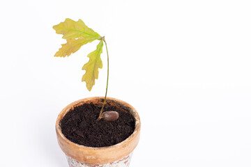 Isolated sprouting acorn of oak in earth in clay flowerpot on white background, germinated oak tree...