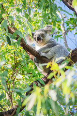 Cute koala bear resting on eucalyptus tree in its natural habitat on Magnetic Island, Queensland,...