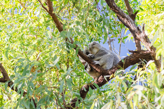 Cute koala bear resting on eucalyptus tree in its natural habitat on Magnetic Island, Queensland, Australia. 