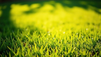 Close-up View of Lush Green Grass Blades in a Sunny Meadow, Capturing the Freshness and Tranquility of Nature