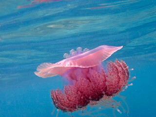 Cephea cephea, also known as the crown jellyfish, or cauliflower jellyfish