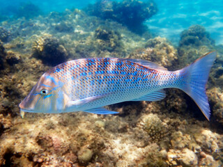 Lethrinus nebulosus, the spangled emperor underwater into the Red sea