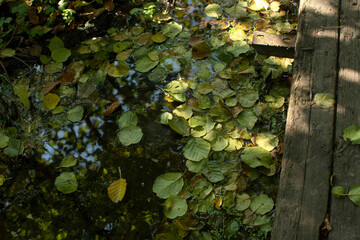 Stream in the forest with fallen autumn leaves	