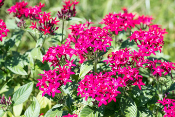 Beautiful Star Cluster (pentas lanceolata) flowers.
