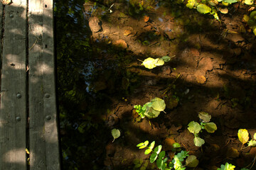 Stream in the forest with fallen autumn leaves