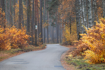 Fototapeta premium A beautiful autumn landscape of street in the Riga, Latvia. Seasonal scenery of Northern Europe.