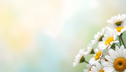 Daisy Flowers on Soft Pastel Background.