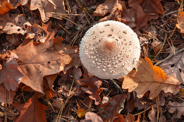 Mushroom in an autumn forest - overhead view