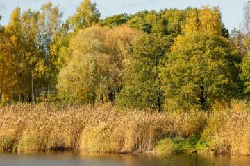 Fototapeta premium Beautiful autumn scenery with trees in Latvia. Seasonal scenery of Northern Europe.