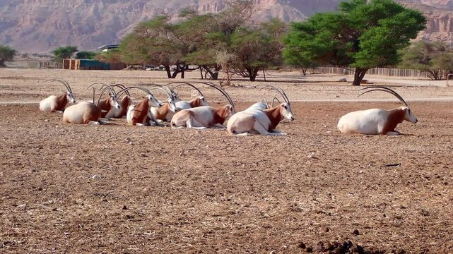 Resting Antelope scimitar horn Oryx (Oryx leucoryx). Due to danger of extinction the species was introduced from Sahara and well adopted in nature reserves of the Middle East