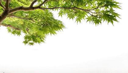 Japanese, palmate or smooth maple - Acer palmatum, is a species of woody plant native to Korea, Japan, China, eastern Mongolia, and southeast Russia, with leaves coloring from red, orange to green.