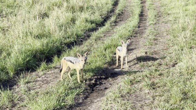 Two black-backed jackals are very curious and come in close to check out the camera in the early morning light