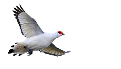 Obraz premium rock ptarmigan - Lagopus muta - is a medium sized game bird in the grouse family. official bird for the Canadian territory of Nunavut, where it is known as the aqiggiq. Isolated on white background