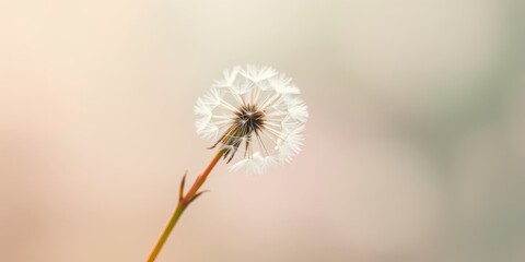 A single dandelion with delicate white seeds, illuminated by soft sunlight, standing tall against a blurred background of warm beige and pink hues.