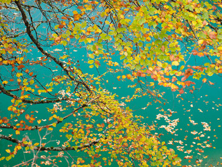 Hojas en otoño con fondo de agua verde
