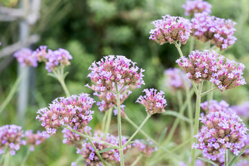 Obraz premium Beautiful Brazilian Verbena (Verbena brasiliensis) flowers.