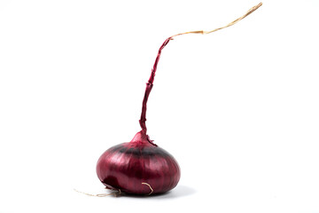 A head of red salad onion with a long dried stem. Isolated on a white background