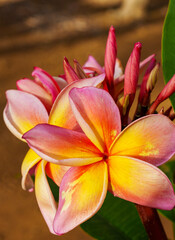 Obraz premium Plumeria and hibiscus flowers from Hawaii Koko Crater Botanical Garden