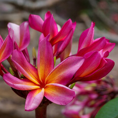 Fototapeta premium Plumeria and hibiscus flowers from Hawaii Koko Crater Botanical Garden