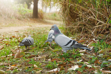 Fototapeta premium The rock dove, rock pigeon in the nature.