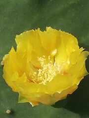 Opuntia ficus-indica. Chumbera. Flor amarilla. 