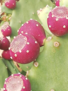 Opuntia ficus-indica. Chumbera. Palera. Tuna. 