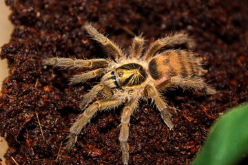 spider closeup macro tarantula forest rainforest