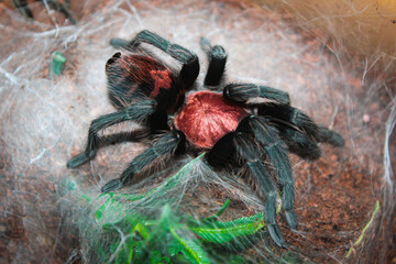 spider closeup macro tarantula forest rainforest with cobweb web