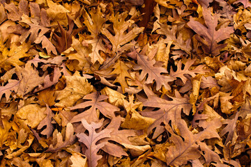 Overlapping autumn oak leaves on ground, within  the Pike Lake Unit, Kettle Moraine State Forest, Hartford, Wisconsin