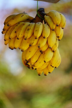 Caixo e Pencas de Banana