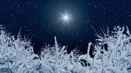  Trees covered in snow and a Christmas star in the starry sky mark the Nativity of Jesus Christ.
