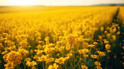 Obraz premium A field of vibrant yellow wildflowers basking in the warm glow of the setting sun, a picturesque display of nature's beauty and serenity.