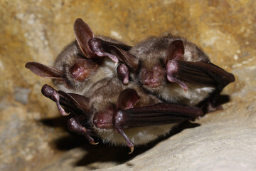 Obraz premium Bat sleeps suspended from the cave ceiling