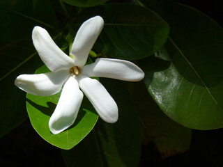 Fleur de tiaré blanche au soleil entourée de vert, senteur des îles © Eve