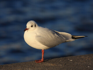 Fototapeta premium Seagull bird stands on one leg in the warm morning light