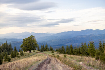 A peaceful dirt road leading through a lush mountain landscape with a lone tree in the foreground and rolling hills in the background. Tranquility in the wilderness