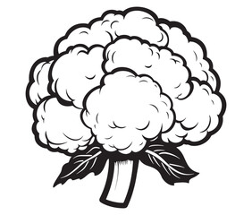 Cauliflower isolated on white, Hand drawn broccoli coloring page, Hand drawn illustration of cabbage
