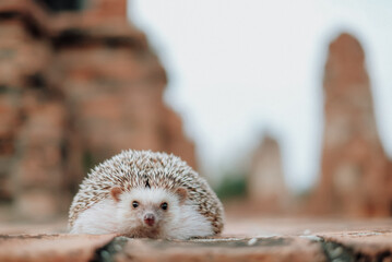 Hedgehogs explore the world