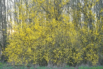 Forsythie bl&uuml;ht am Waldrand