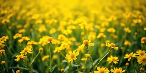 Obraz premium A field of yellow wildflowers bathed in warm sunlight, a soft, dreamy backdrop with delicate petals reaching towards the sky.