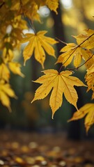Obraz premium autumn leaves on the ground