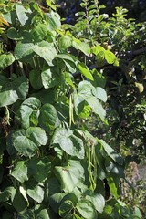 Runner Beans growing in Autumn sunshine, Derbyshire England
