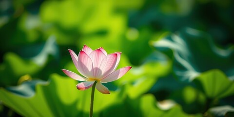 Fototapeta premium A single pink lotus flower blooms gracefully against a backdrop of vibrant green foliage, showcasing the delicate beauty of nature.