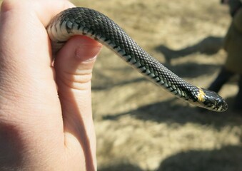 verdigris (Natrix Natrix) in the hands of a man